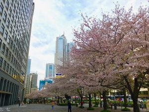 エネルギー満開のシマダグループ花見